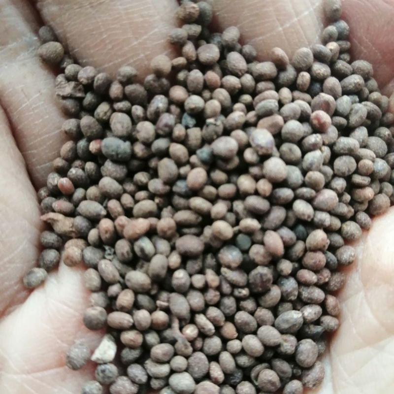凤仙花种子四季庭院盆栽地栽凤仙透骨草指甲花急性子桃红金凤