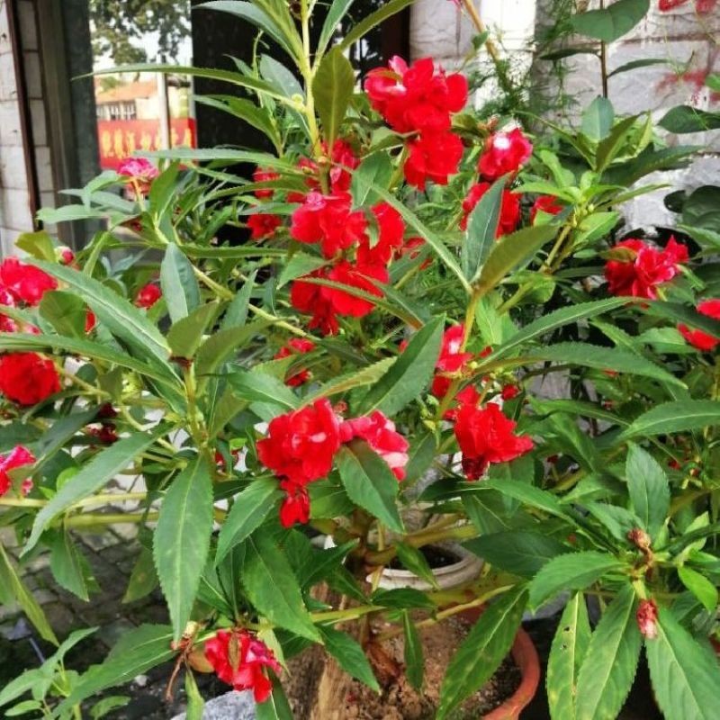 凤仙花种子四季庭院盆栽地栽凤仙透骨草指甲花急性子桃红金凤