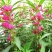 凤仙花种子四季庭院盆栽地栽凤仙透骨草指甲花急性子桃红金凤