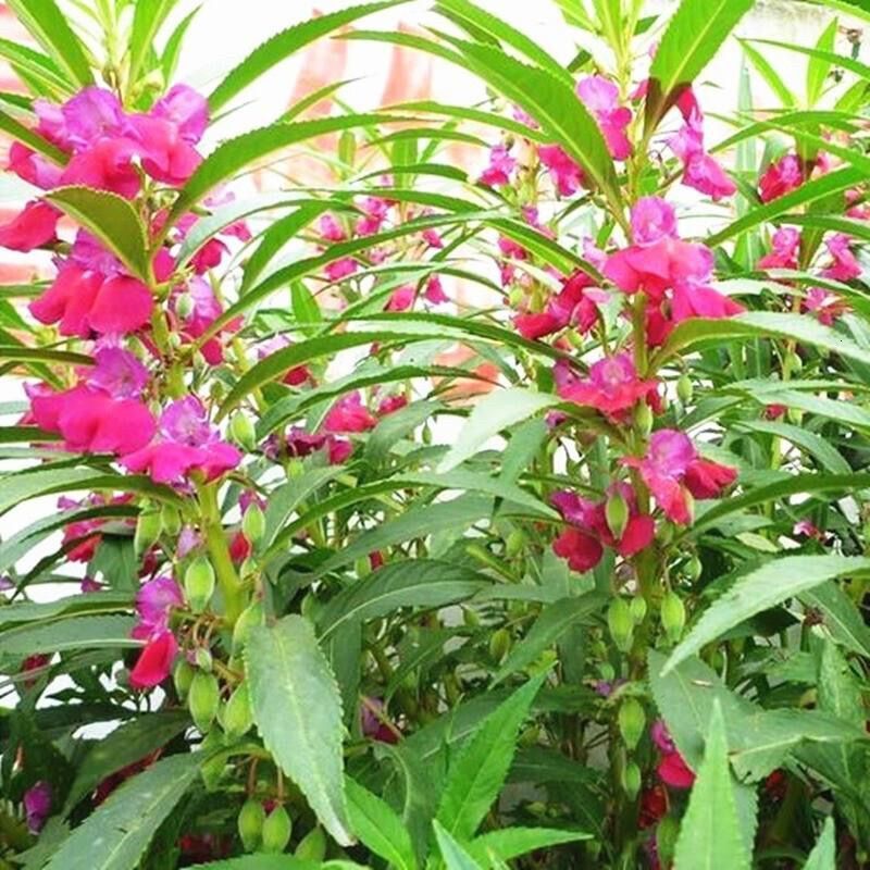 凤仙花种子四季庭院盆栽地栽凤仙透骨草指甲花急性子桃红金凤