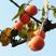各种柿树，甜稀，脆柿，黑柿，墨盘柿，各种归格，保品种