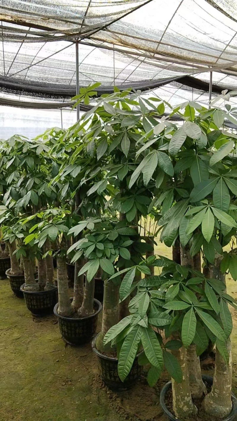 步步高发财树特价需要的抓紧了