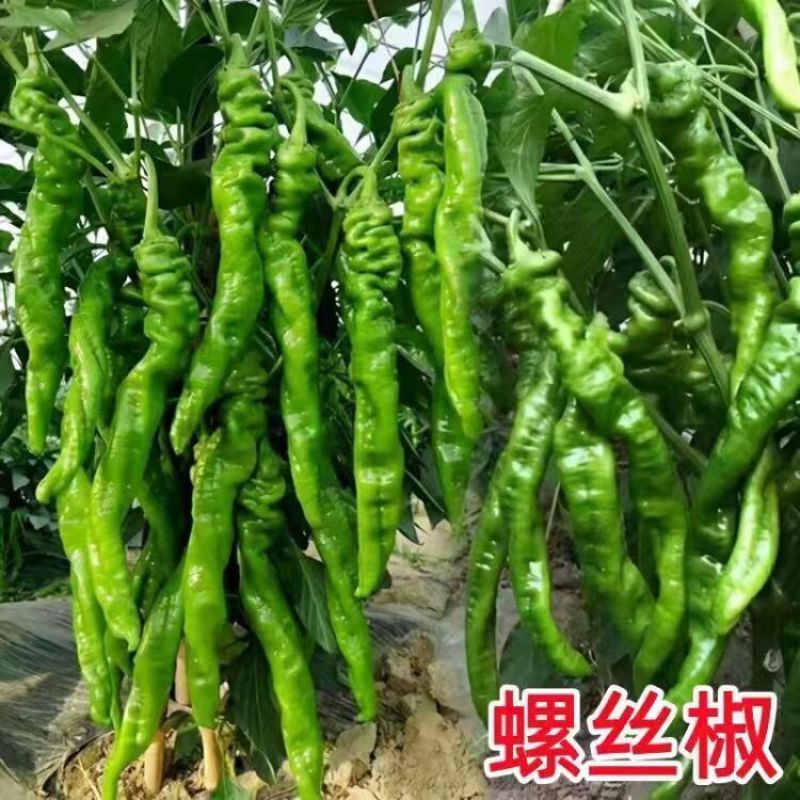 螺丝椒苗带土发货量大优惠。