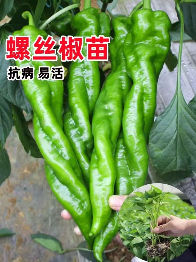 螺丝椒苗带土发货量大优惠。