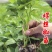 螺丝椒苗带土发货量大优惠。