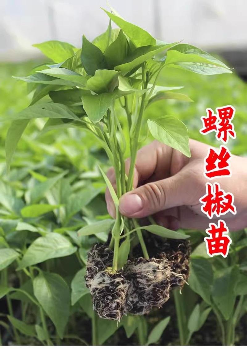 螺丝椒苗带土发货量大优惠。
