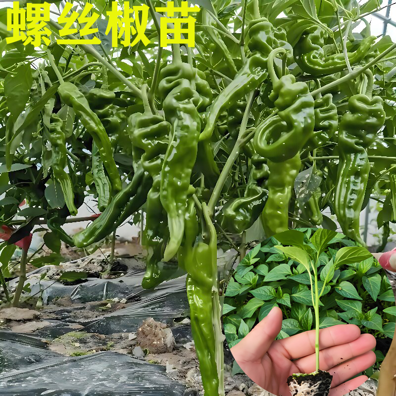 螺丝椒苗带土发货量大优惠。