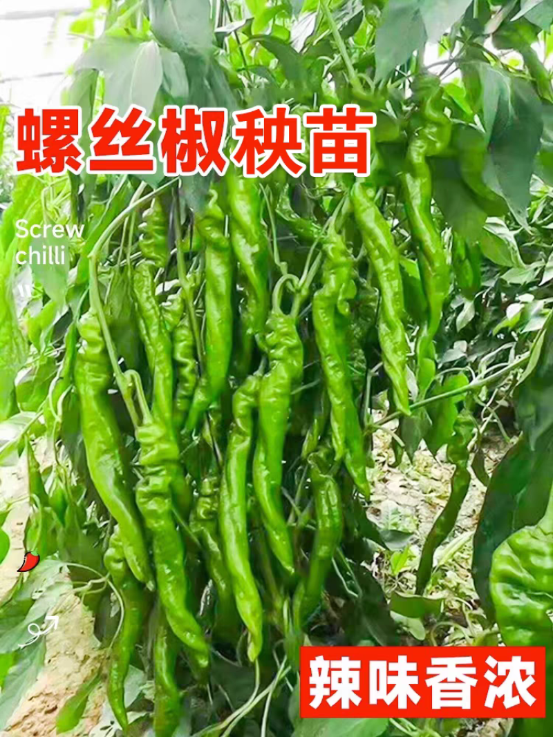 螺丝椒苗带土发货量大优惠。