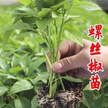 螺丝椒苗带土发货量大优惠。