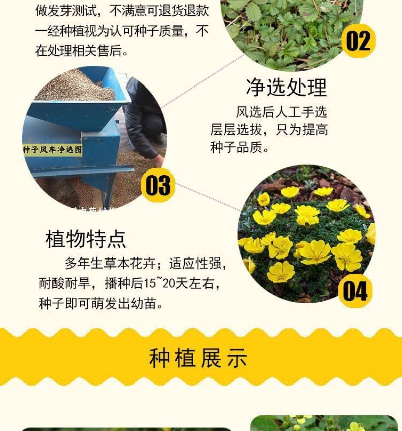 委陵菜种籽白头翁种子蛤蟆草种子庭院多年生景观地被植物耐寒