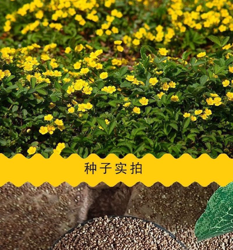 委陵菜种籽白头翁种子蛤蟆草种子庭院多年生景观地被植物耐寒
