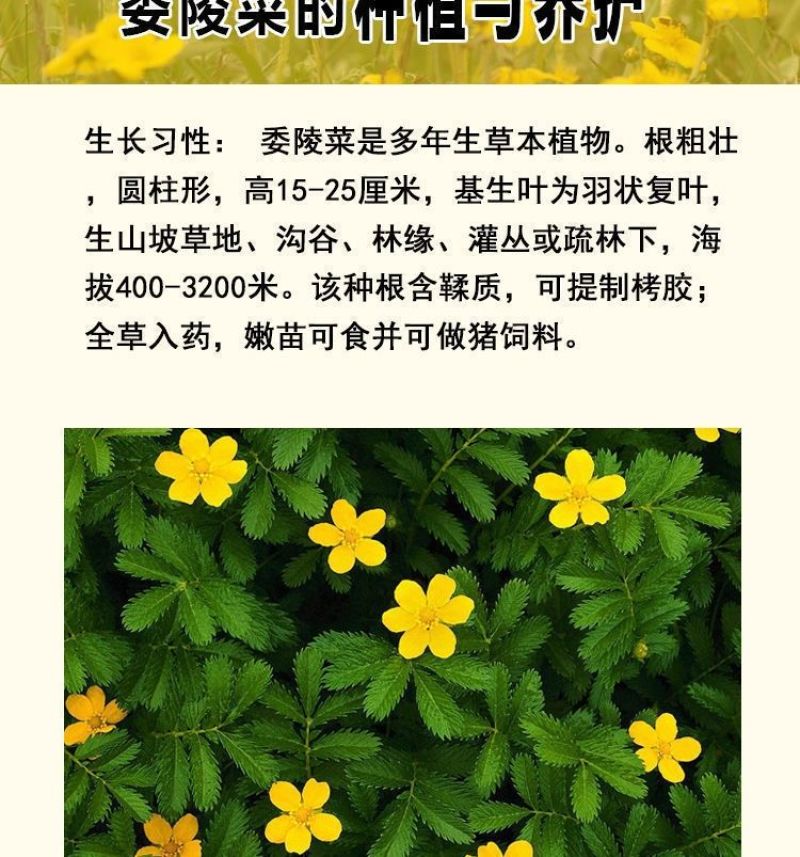 委陵菜种籽白头翁种子蛤蟆草种子庭院多年生景观地被植物耐寒