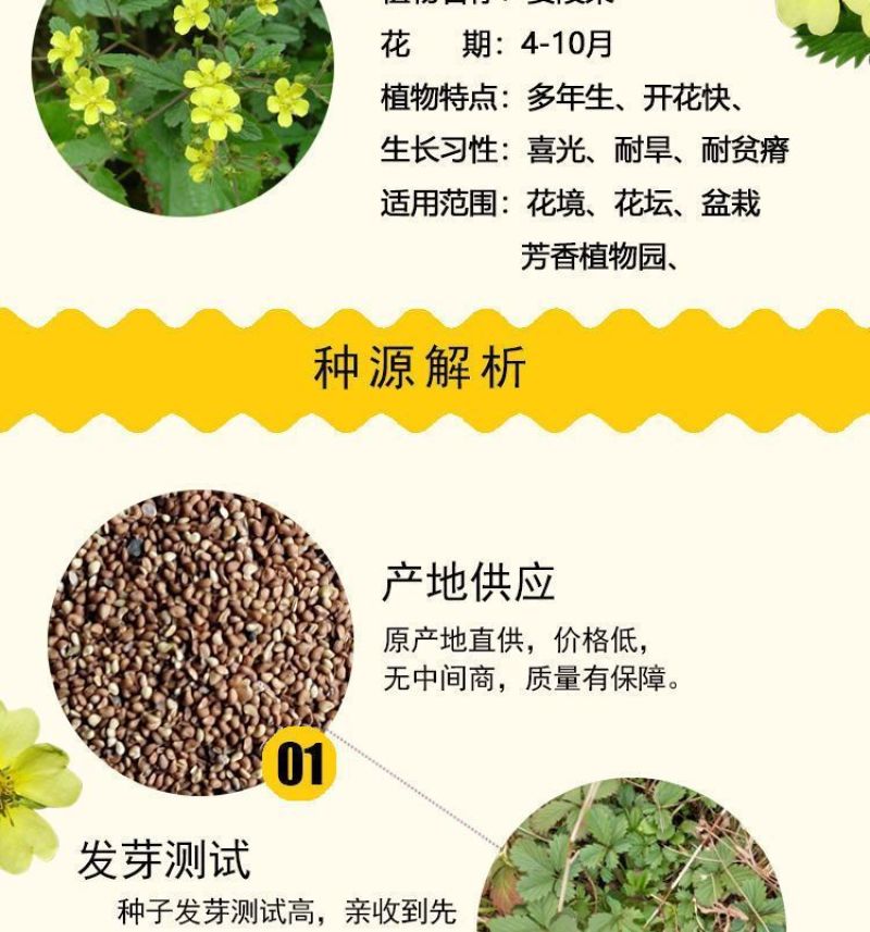 委陵菜种籽白头翁种子蛤蟆草种子庭院多年生景观地被植物耐寒