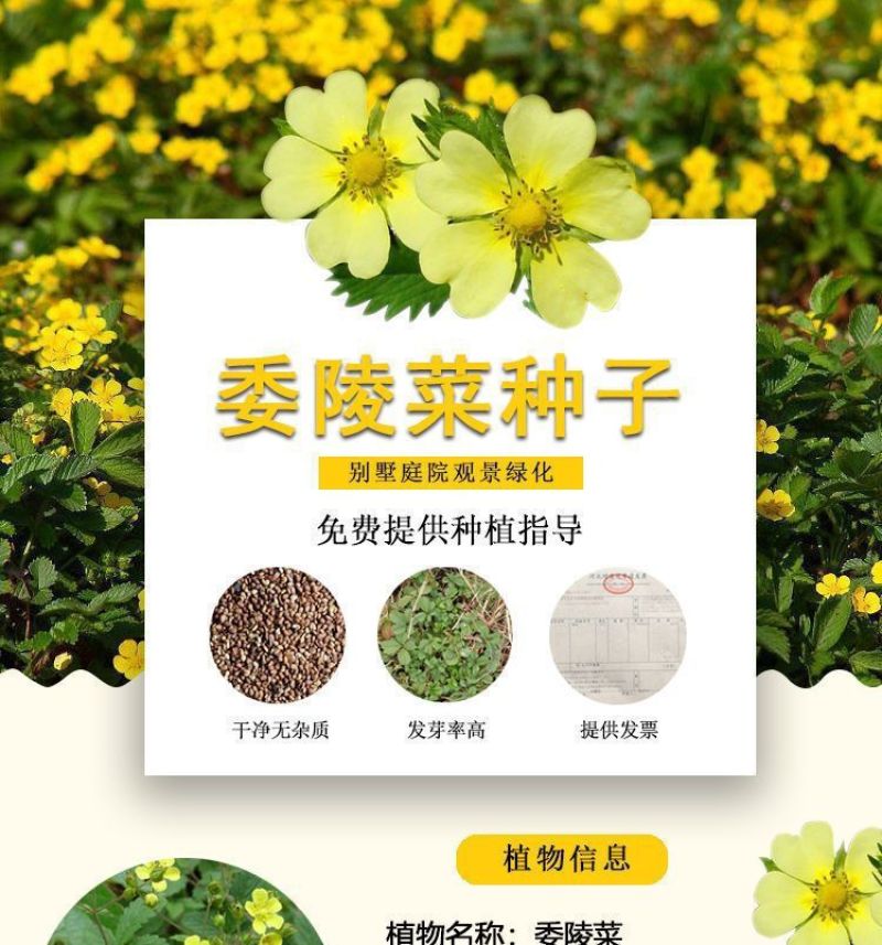 委陵菜种籽白头翁种子蛤蟆草种子庭院多年生景观地被植物耐寒