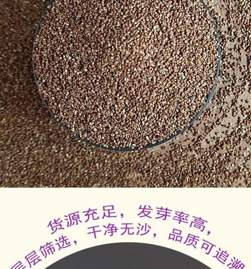 委陵菜种籽白头翁种子蛤蟆草种子庭院多年生景观地被植物耐寒