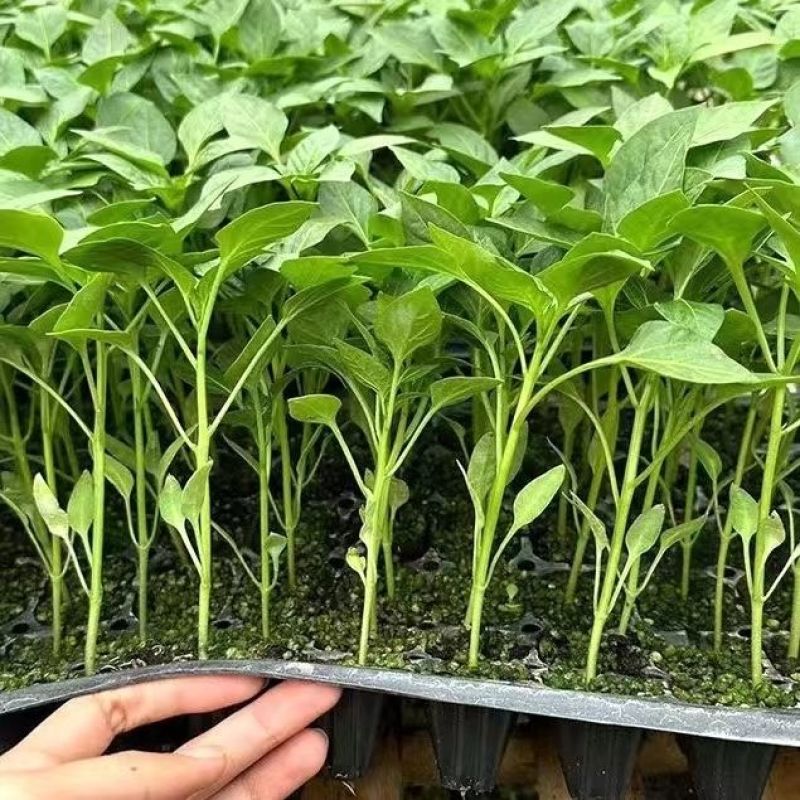线椒苗带土发货量大优惠。