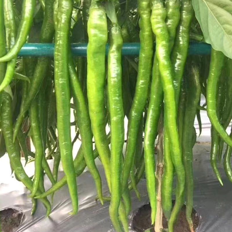 线椒苗带土发货量大优惠。