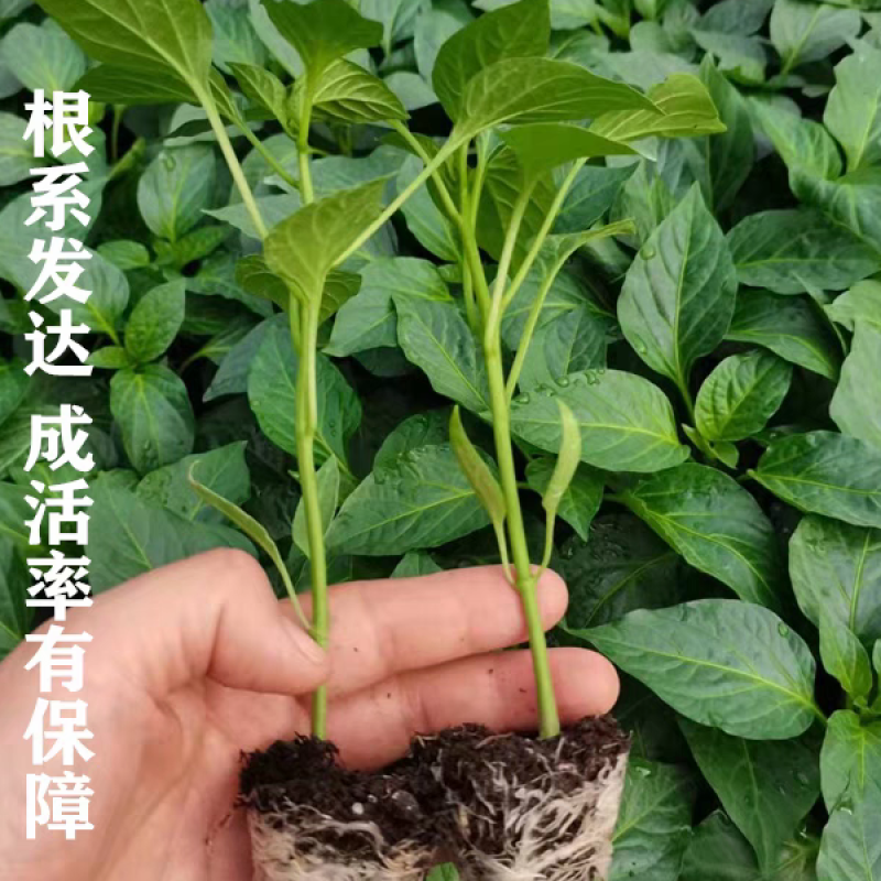 线椒苗带土发货量大优惠。