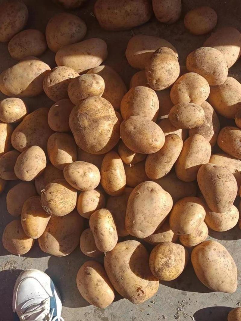 【黄心土豆】大量供应，内蒙古产区，产地直发，量大从优