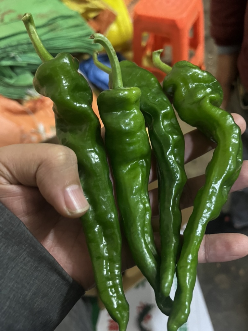 【推荐】皱皮椒、小皱皮，大量供应，质量保证，欢迎来电咨询