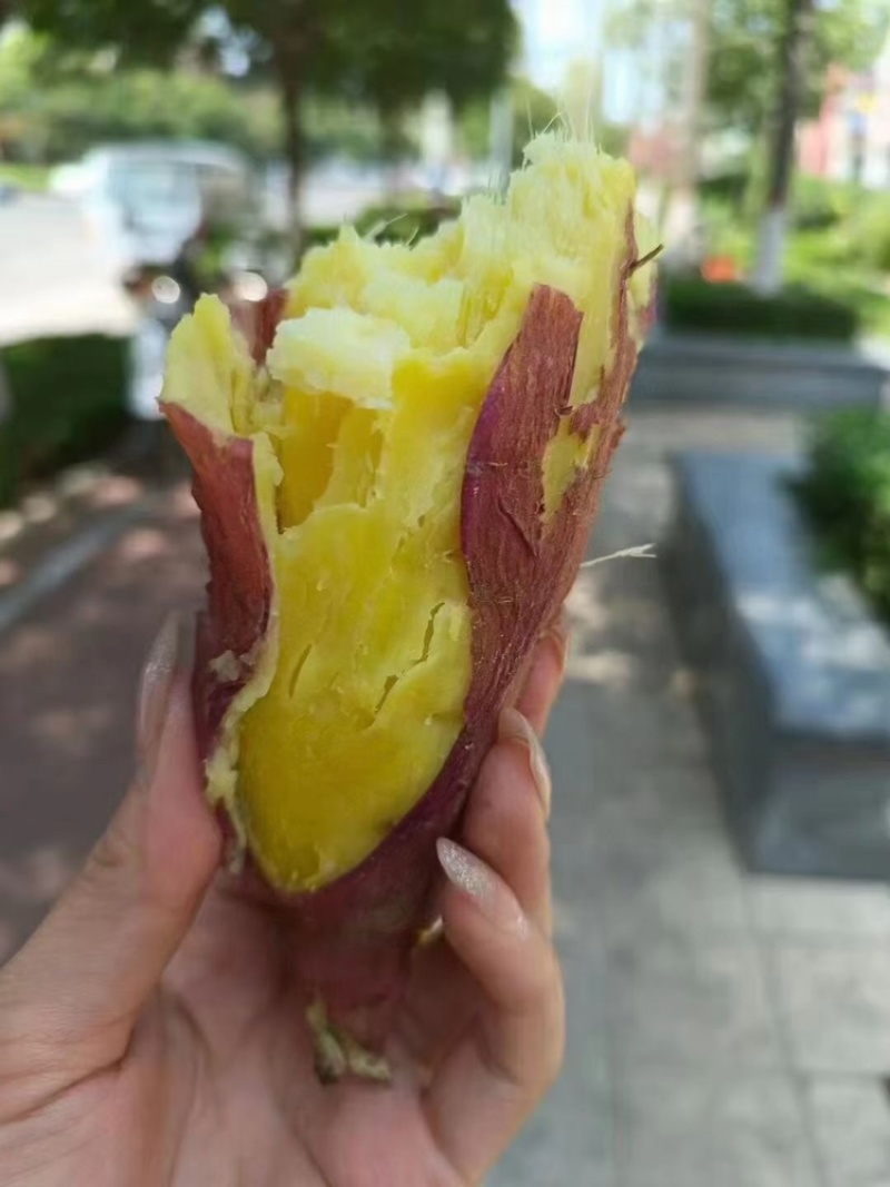 陕西临潼原种红薯种苗高产红薯苗红薯苗地瓜苗红芋苗