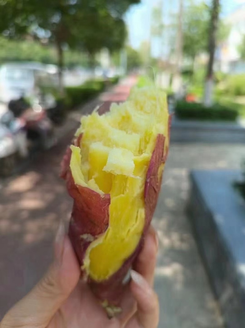 陕西临潼原种红薯种苗高产红薯苗红薯苗地瓜苗红芋苗