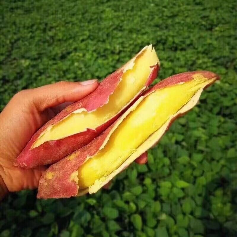 陕西临潼原种红薯种苗高产红薯苗红薯苗地瓜苗红芋苗