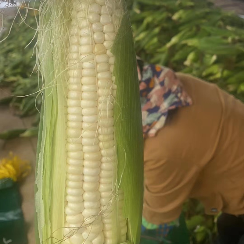 白糯玉米，万糯2000