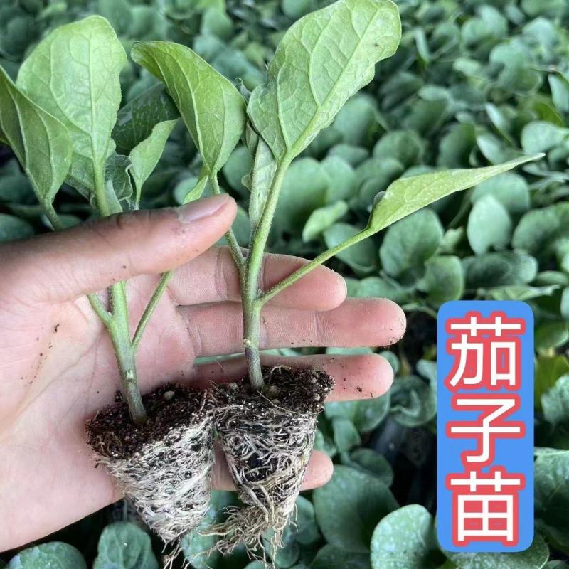 紫长茄子苗带土发货