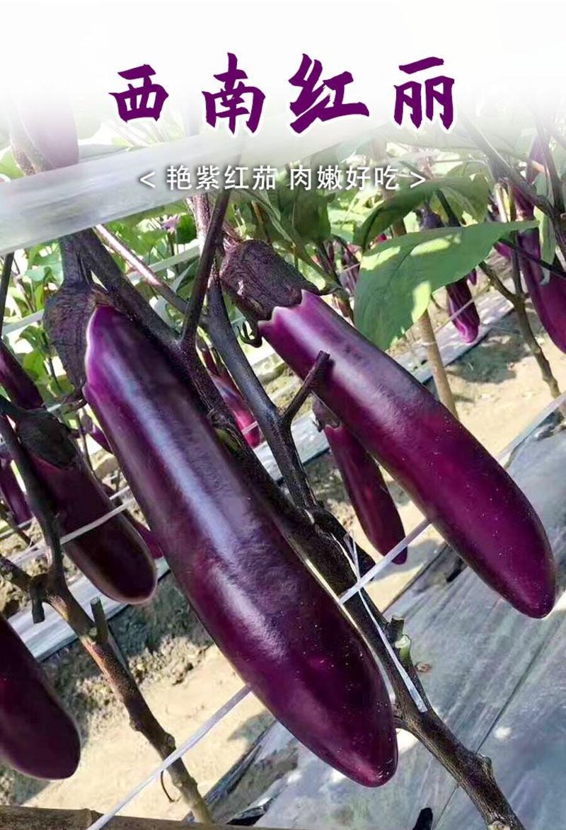 紫长茄子苗带土发货