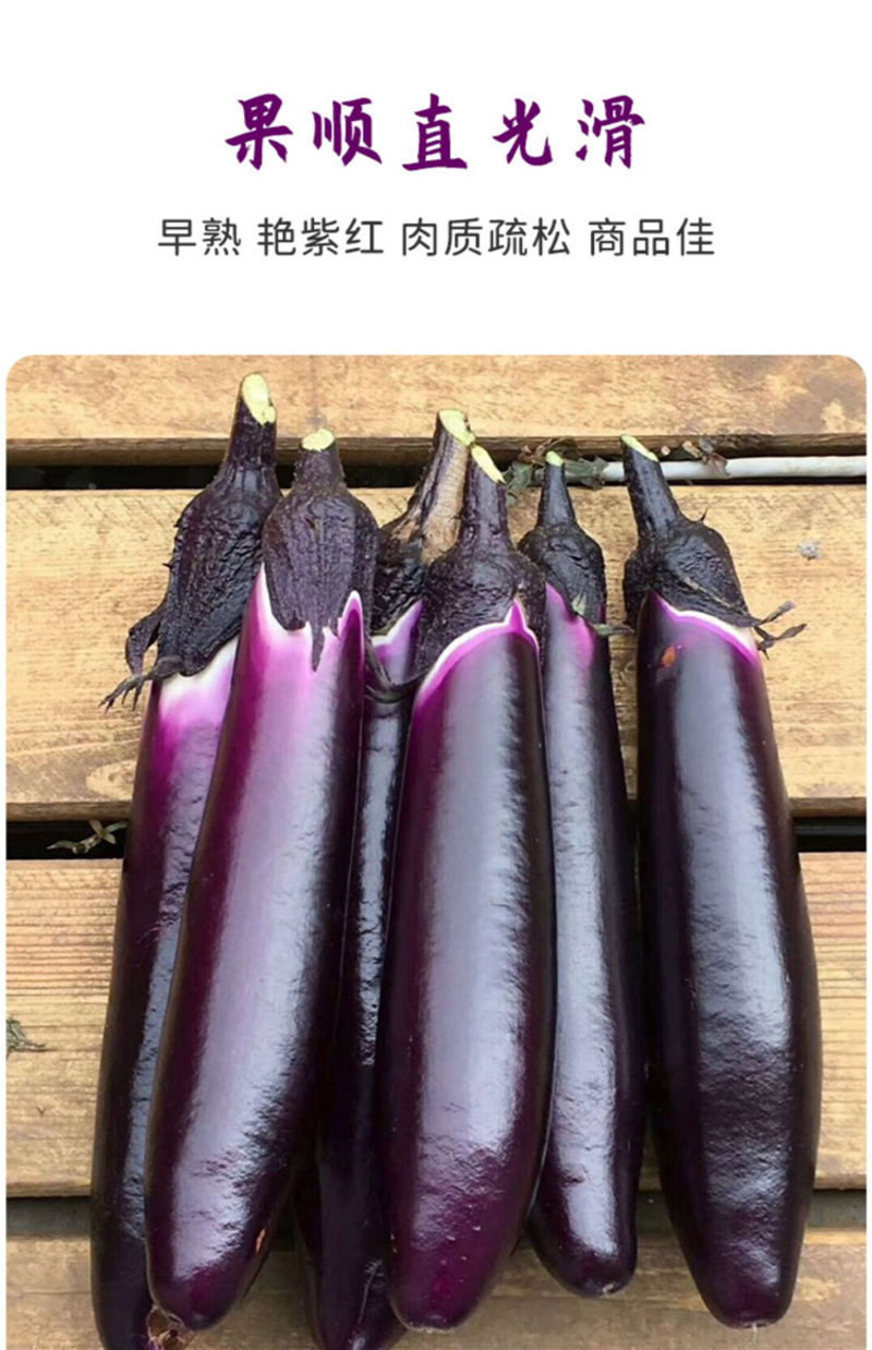 紫长茄子苗带土发货