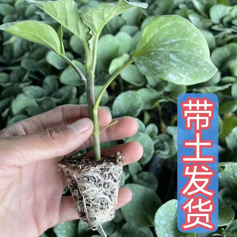 紫长茄子苗带土发货