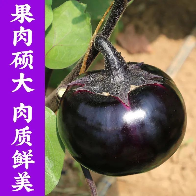 圆茄子苗带土发货
