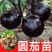 圆茄子苗带土发货