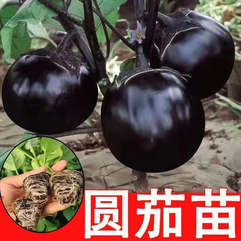 圆茄子苗带土发货