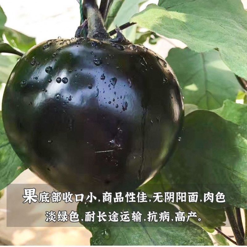 圆茄子苗带土发货