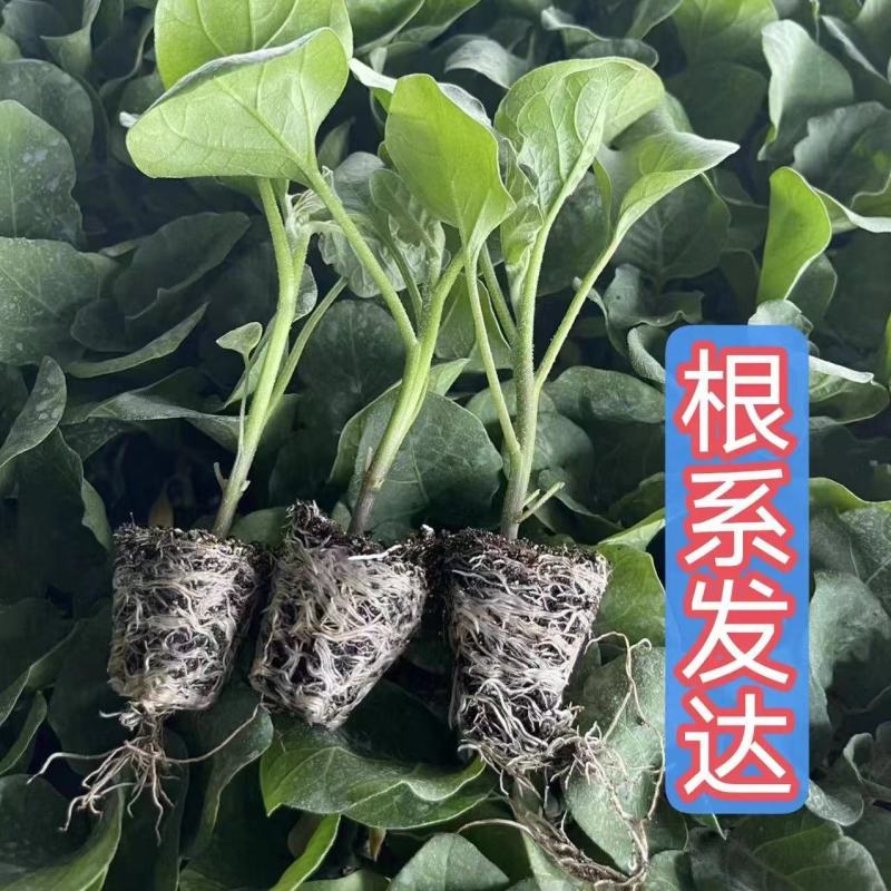 圆茄子苗带土发货