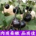 圆茄子苗带土发货