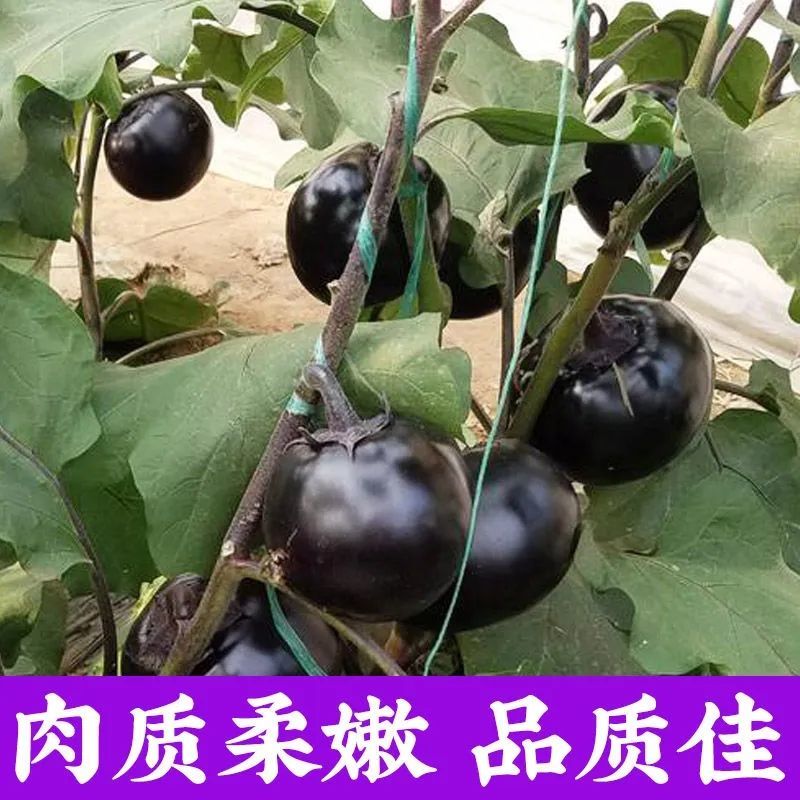 圆茄子苗带土发货