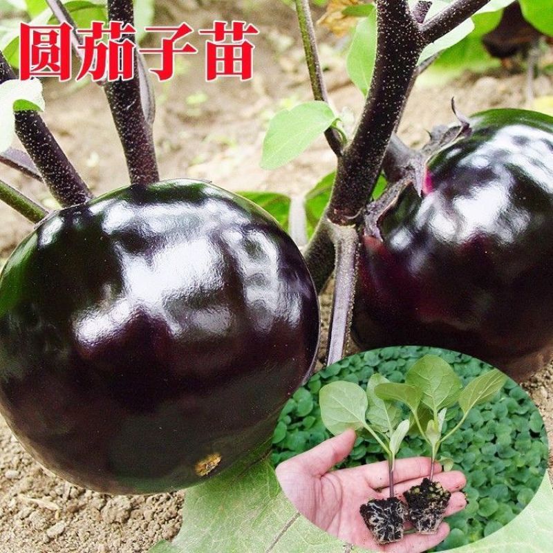 圆茄子苗带土发货