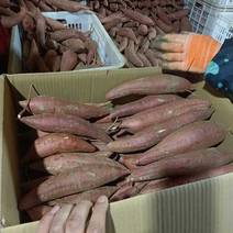 西瓜红烟薯饶阳龙薯大型基地保质保量需要的老板随时联系