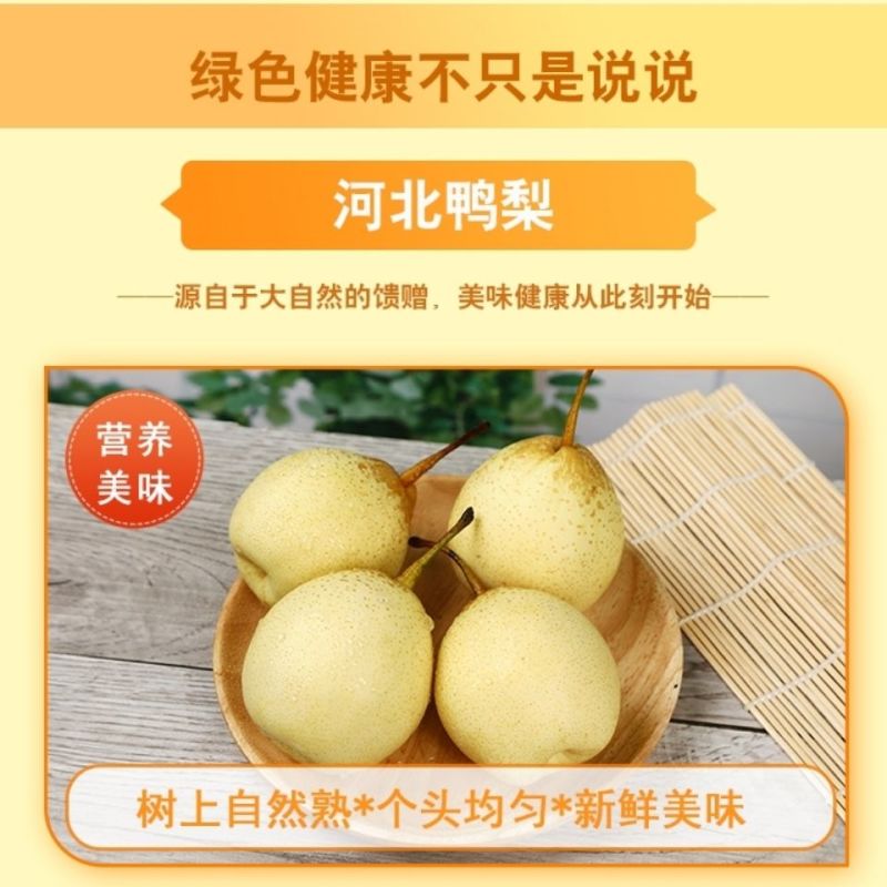正宗河北套袋鸭梨大量有货，能长期供货！欢迎电联咨询订购！