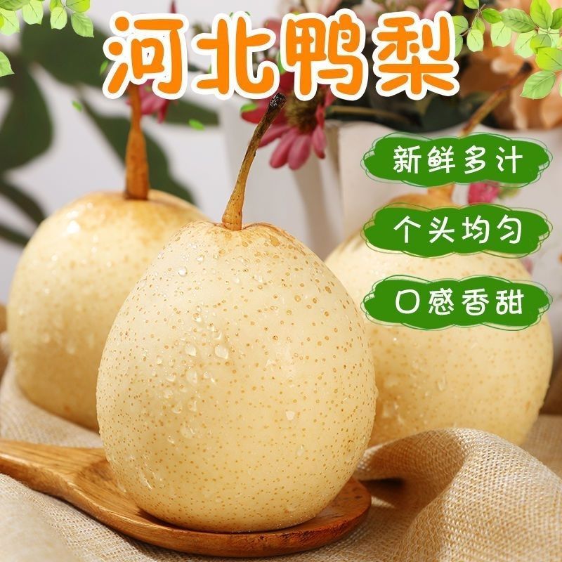 正宗河北套袋鸭梨大量有货，能长期供货！欢迎电联咨询订购！