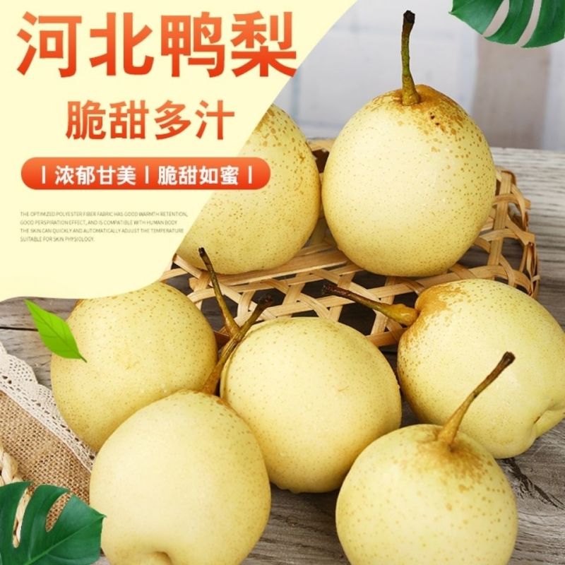 正宗河北套袋鸭梨大量有货，能长期供货！欢迎电联咨询订购！