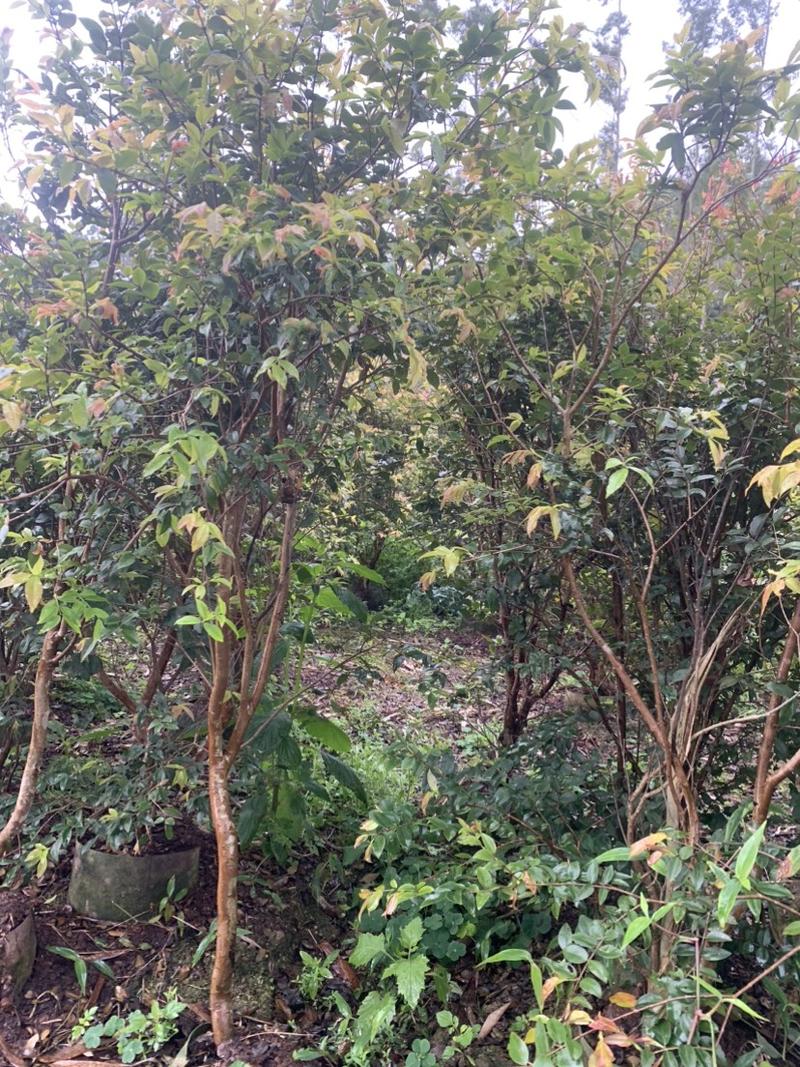 嘉宝果树葡萄苗3品种：沙巴、四季、爱思卡。1~8公分