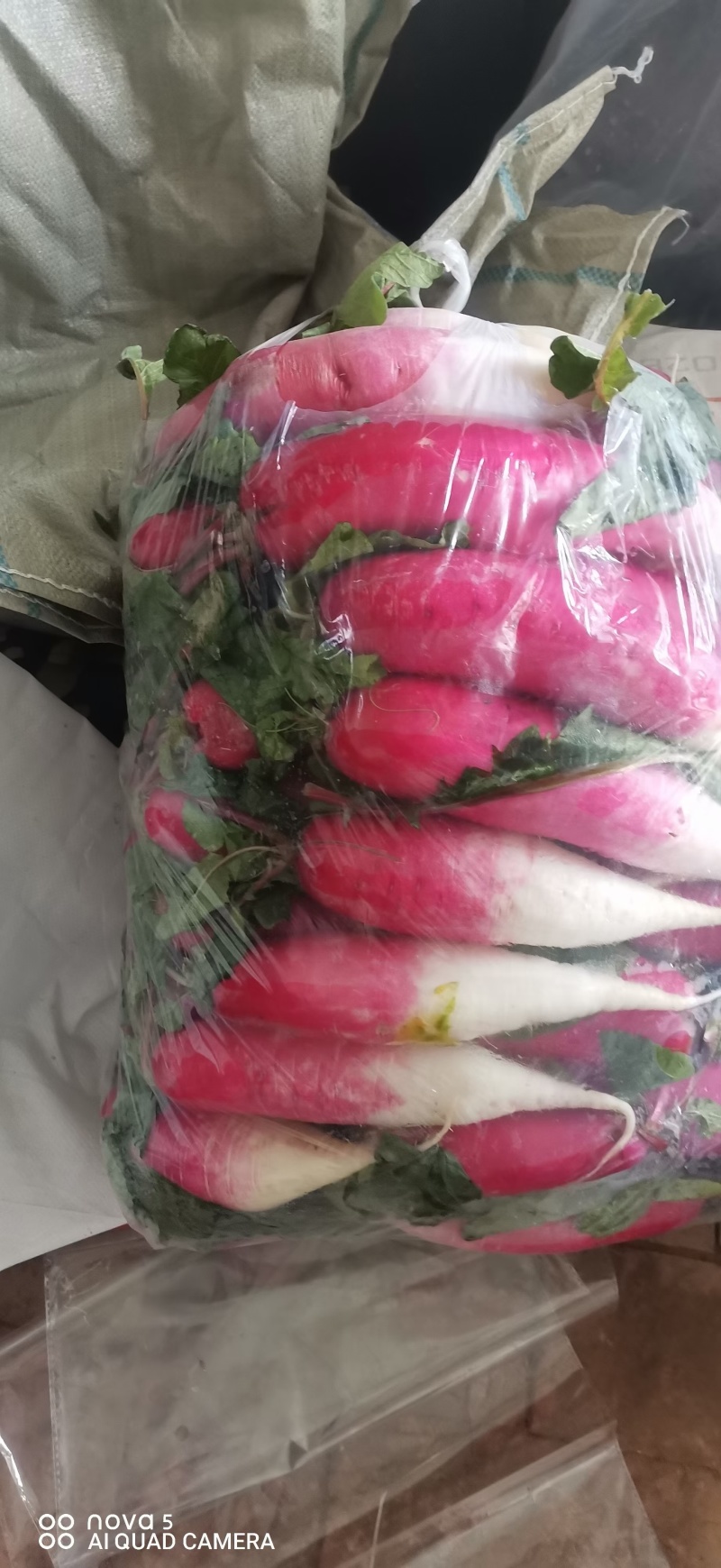 精品水萝卜大量有货，欢迎需要的老板订购，质量好