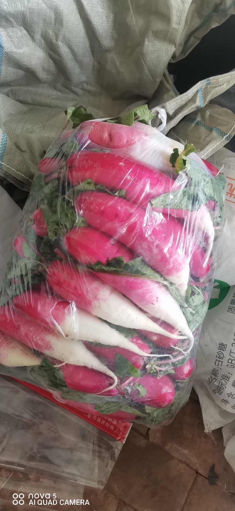 精品水萝卜大量有货，欢迎需要的老板订购，质量好