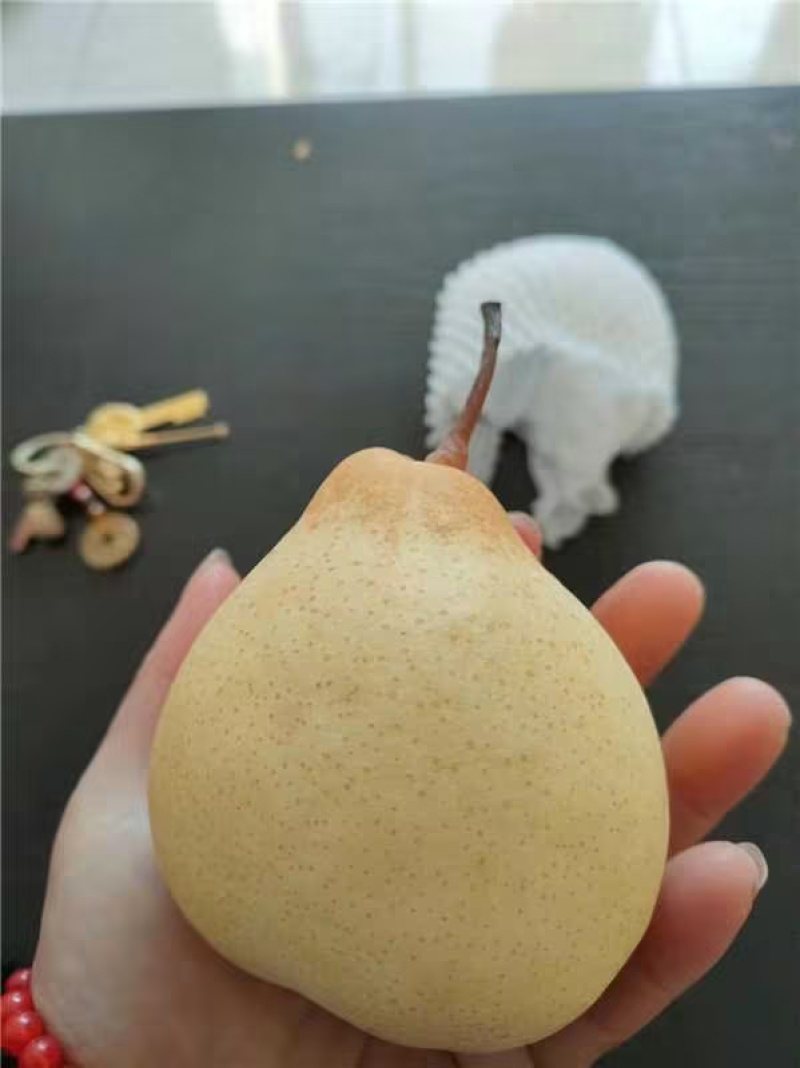 正宗河北套袋鸭梨大量有货，能长期供货！欢迎电联咨询订购！