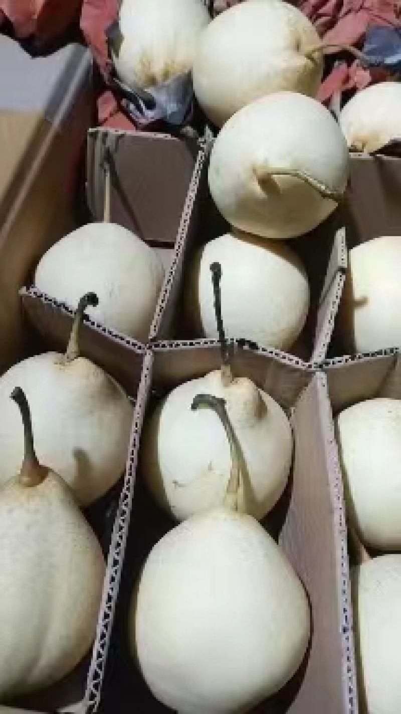 【热卖】正宗河北套袋水晶梨！自家果园种植欢迎前来咨询订购