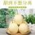 【热卖】正宗河北套袋水晶梨！自家果园种植欢迎前来咨询订购